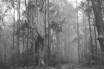 Kanangra Boyd Nationalpark